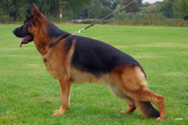 V 1   Count Ustinov van de Ybajo Hoeve   IPO 3  Kkl 1 